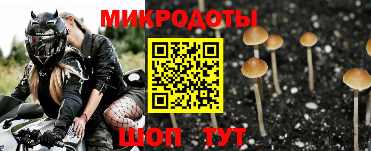 Галлюциногенные грибы Psilocybe Донской